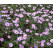 Aster dumosus ´Peter Harrison´ / Astra krovinatá, K9