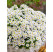 Aster dumosus ´Schneekissen´ / Astra krovinatá biela, K9
