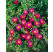 Aster dumosus ´Jenny´ / Astra krovinatá, C1,5