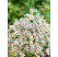 Aster divaricatus 'Eastern Star' / Astra rázsochatá, K9