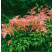 Astilbe simplicifolia ´H. Graafland´ / Astilba jedn. ružová,C1,5