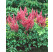 Astilbe japonica 'Mainz' / Astilba japonská, K9