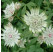 Astrantia major 'Stars of Bilion' / Jarmanka väčšia, K9