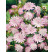 Astrantia major ´Primadonna´ / Jarmanka väčšia ružová, K9