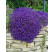 Aubrieta hybrid ´Royal Blue´ / Tarička, C1,5
