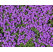 Aubrieta Hybrida Hamburger Stadtpark / Tarička, C1,5