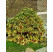 Aucuba japonica Crotonifolia / Aukuba japonská - krotonolistá, 20-30 cm, K9