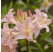 Azalea mollis ´Chanel´ / Azalka veľkokvetá, 40-60 cm, C3
