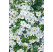 Sutera Bacopa ´Midi White´® / Bakopa biela, K7