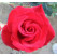 Rosa ´Barkarola´ / Ruža čajohybrid, krík, BK