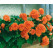 Begonia double ´Orange´ / Begónia veľkokvetá oranžová, bal. 3 ks, 5/+