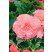 Begonia double ´Pink´ / Begónia veľkokvetá ružová, bal. 3 ks, 5/+