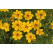 Bidens ´Yellow Charm´ / Dvojzub, bal. 3 ks, 3x K7