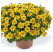 Bidens ´Yellow Charm´ / Dvojzub, K7
