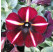 Petunia Prettytoonia® ´Black Cherry Stripes´ /  Petúnia, K7