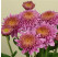 Dendranthema x indicum / Chrysanthemum ´Blenda Purple´/ Chryzantéma, K9