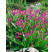 Bletilla hyacinthina ´Pink´/ Záhradná orchidea ružová, I.