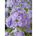 Phlox paniculata ´Blue Boy´ / Flox metlinatý fialovomodrý so svetlým stredom, C1