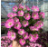 Petunia Prettytoonia® ´Bright Pink´ / Petúnia, K7