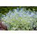 Brunnera macrophylla ´Jack Frost´ / Brunera, K13