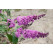 Buddleia davidii ´Border Beauty´ / Budleja fialová, 30-40 cm, C1,5