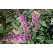 Buddleia davidii ´Pink Delight´ / Budleja ružová, 30-50 cm, C2