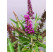 Buddleia davidii ´Butterfly Tower´ / Budleja fialová, C2