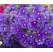 Calibrachoa WFL® Calitastic® ´Indigo´ / Mnohokvetá petúnia, bal. 3 ks, 3x K7