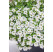 Calibrachoa Sweet Bells® ´White´ / Minipetúnia, bal. 6 ks, 6xK7