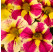 Calibrachoa Candy Shop® Candy Bouquet ®impr. / Mnohokvetá petúnia, bal. 3 ks, 3x K7