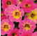Calibrachoa WFL® Chameleon® ´Tart Deco´ / Mnohokvetá petúnia, K7
