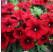 Petunia ´Crazytoonia®Red Blues´ / Petúnia, bal. 6 ks, 6x K7