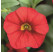Calibrachoa Calita® ´Red´  / Mnohokvetá petúnia, K7