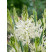 Camassia leichtlinii ´Alba´ / Kamasia biela, bal. 2 ks, 14/+