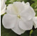 Impatiens Campos® F1 White  / Netýkavka biela, bal. 6 ks, 6x K7