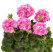 Pelargonium zonale ´Candy Pink´ / Muškát krúžkový ružový, bal. 6 ks, 6x K7
