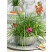 Carex morrowi ´Irish Green´ / Ostrica, K9