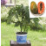 Carica papaya ´Sunnybees® F1´ / Papája, K9