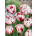 Tulipa ´Carnaval de Nice´ / Tulipán, bal 5 ks, 11/12