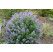 Caryopteris clandonensis ´Blue Balloon´® / Bradavec, 40-50 cm, C5