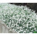 Cerastium tomentosum / Rožec plstnatý, K9