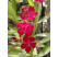 Nerium oleander ´Red´ / Oleander červený, 30-40 cm, C2