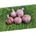 Allium sativum ´Skalka´ / Sadbový cesnak, bal. 3 hlavičiek, 125 g