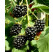 Rubus fruticosus ´Čačanska Beztrna´ / Beztŕňová černica, 40-60 cm, K11