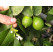 Citrus limetta ´Sweet´ / Limetka, 30 cm, C2