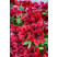 Pelargonium grandiflorum Clarion®Bright Red´ / Muškát veľkokvetý, bal. 3 ks, 3xK7