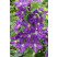 Clematis ´Jackmanii´ / Plamienok tmavomodrý, 20-30 cm, C1,5
