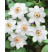 Clematis ´Miss Bateman´ / Plamienok biely, C2