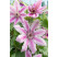 Clematis ´Nelly Moser´ / Plamienok ružový, mladá r., K9