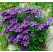 Clematis ´The President´ / Plamienok, 40 cm vyv., C2